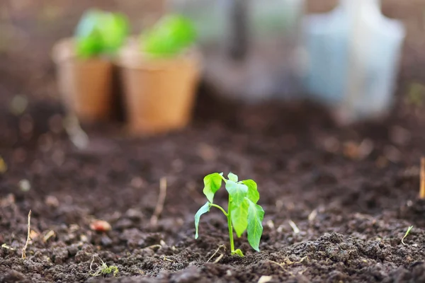 Plant close-up. — Stockfoto