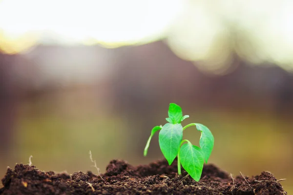 Planta de primer plano . — Foto de Stock