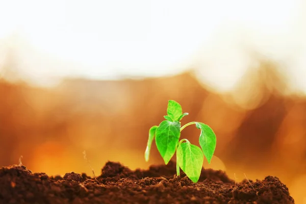 Planta de primer plano . — Foto de Stock