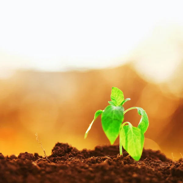 Planta de primer plano . — Foto de Stock