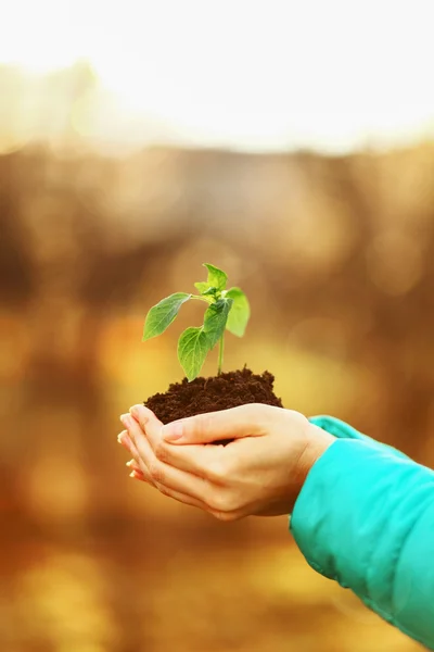 Planta de primer plano . — Foto de Stock