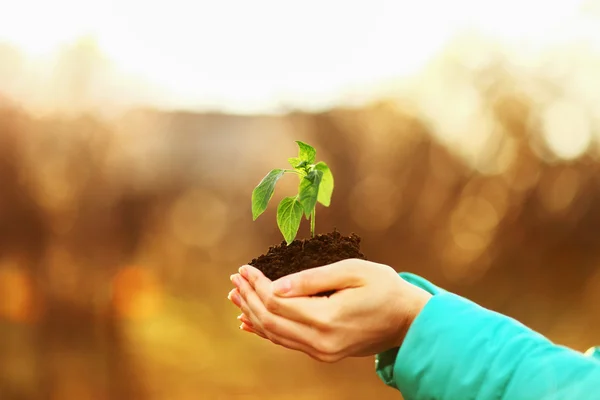 Planta de primer plano . — Foto de Stock