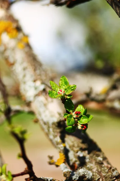 Çiçeği yakın çekim.