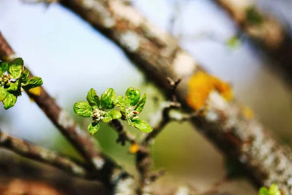 花关闭. — 图库照片