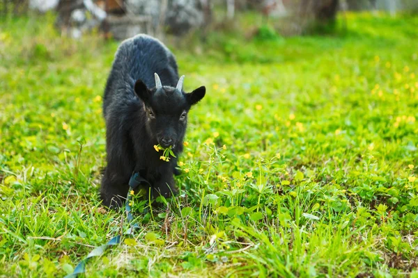 La chèvre noire . — Photo