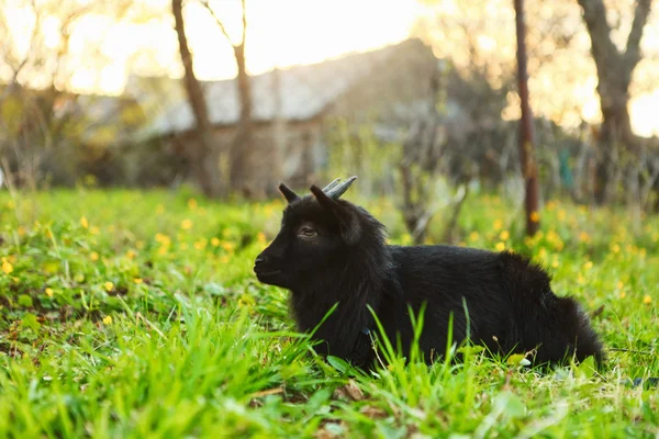 The black goat. — Stock Photo, Image