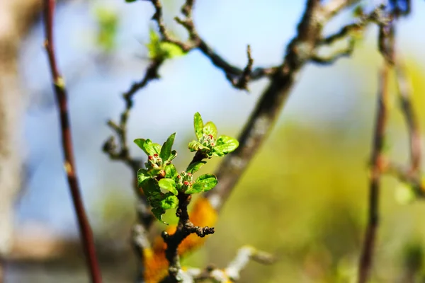 Çiçeği yakın çekim. — Stok fotoğraf