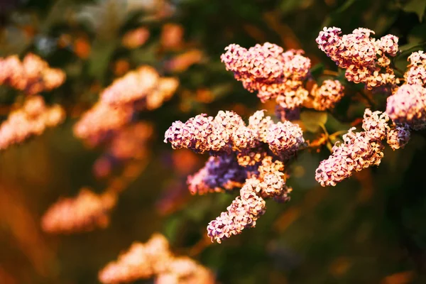 Lila närbild. — Stockfoto