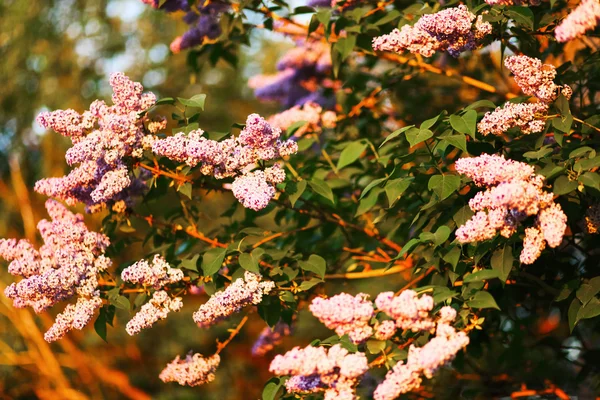 Lilas en gros plan . — Photo