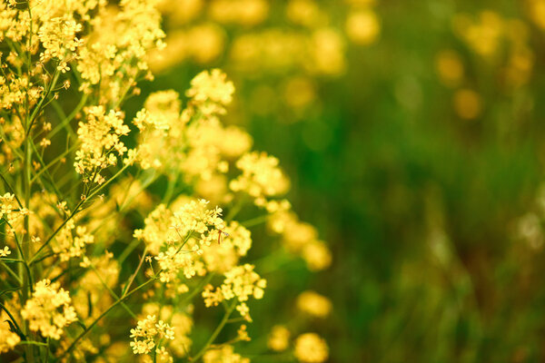 The flowers backgrounds.