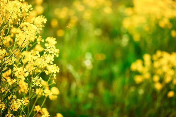 Blommor bakgrunder. — Stockfoto