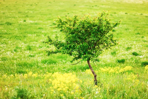 Çiçekler arka planlar. — Stok fotoğraf