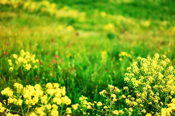 Les fonds de fleurs . — Photo