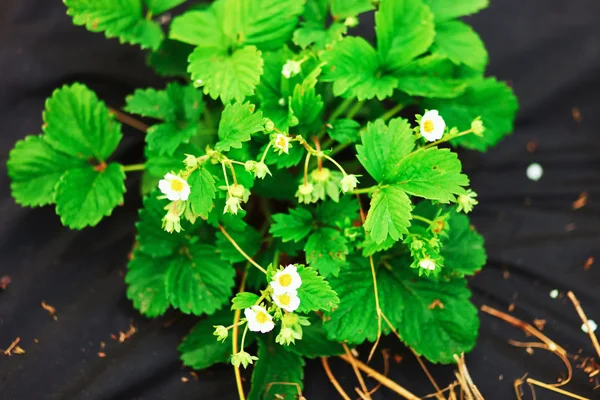 La pianta di fragole . — Foto Stock