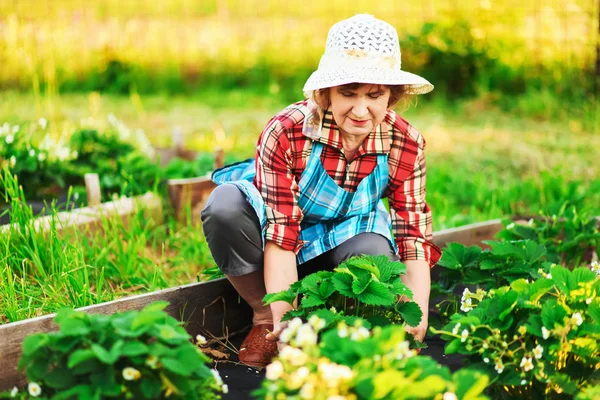 Vrouw in de tuin. — Stockfoto