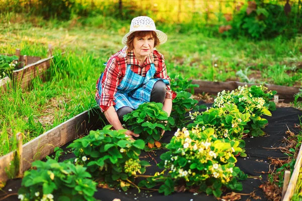 Donna in giardino. — Foto Stock