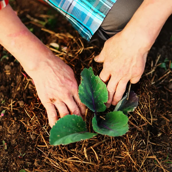 Die Frau im Garten. — Stockfoto