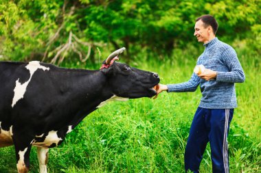 Adam bir inek besleme.