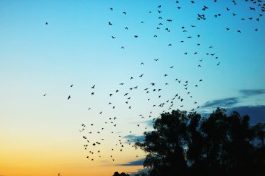 Kargaların sürüsü.