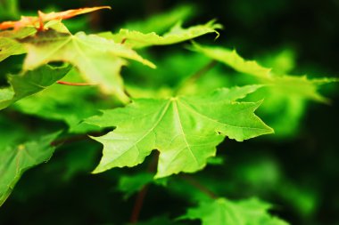 akçaağaç yaprakları.