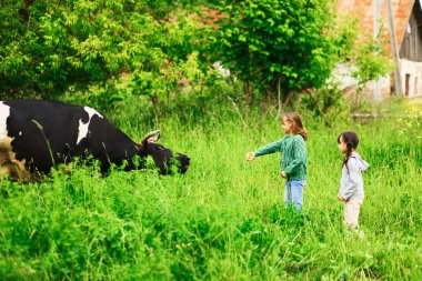 Bir inek besleme çocuk.