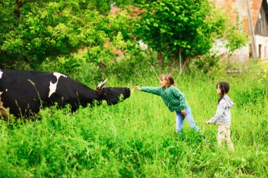 Bir inek besleme çocuk.