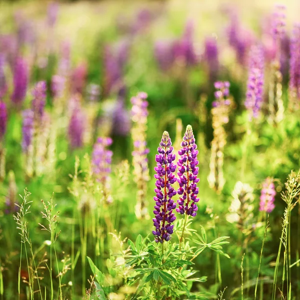 Lupiner anläggningen. — Stockfoto