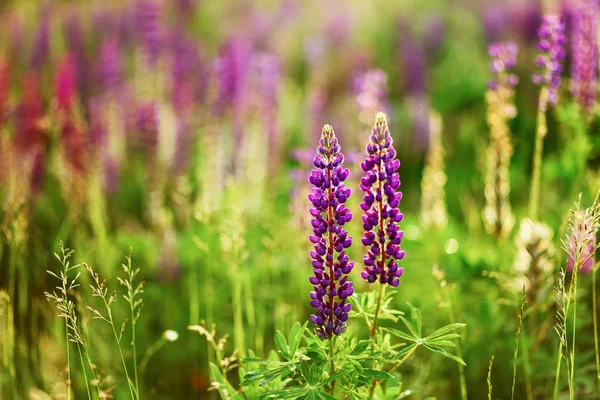 The lupins plant. — Stock Photo, Image