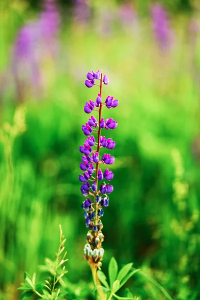 La plante de lupins . — Photo