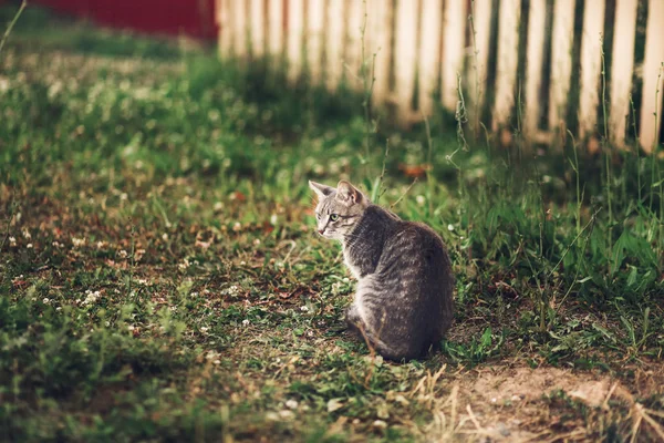 La passeggiata del gatto . — Foto Stock