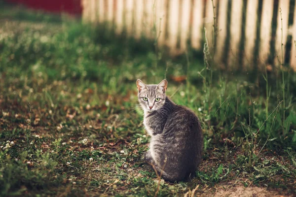 고양이 산책. — 스톡 사진