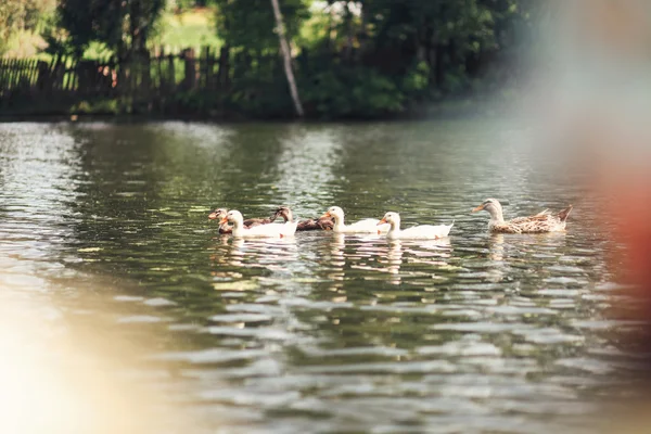 Les canards nagent dans l'étang . Image En Vente