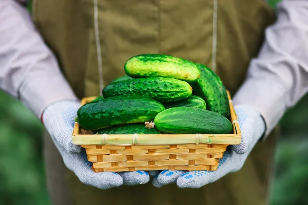 Il cetriolo verde . — Foto Stock