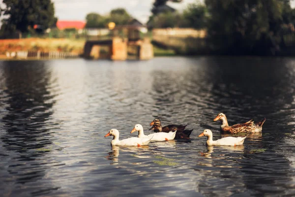 Enten schwimmen im Teich. — Stockfoto