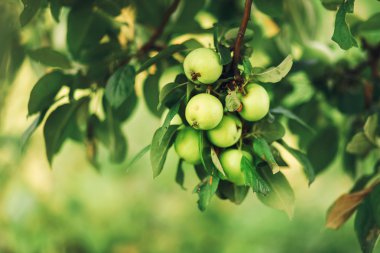 Ağaç elma.