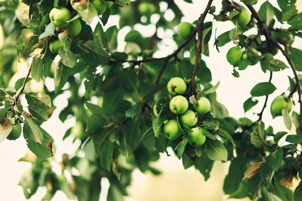 Jablko strom. — Stock fotografie