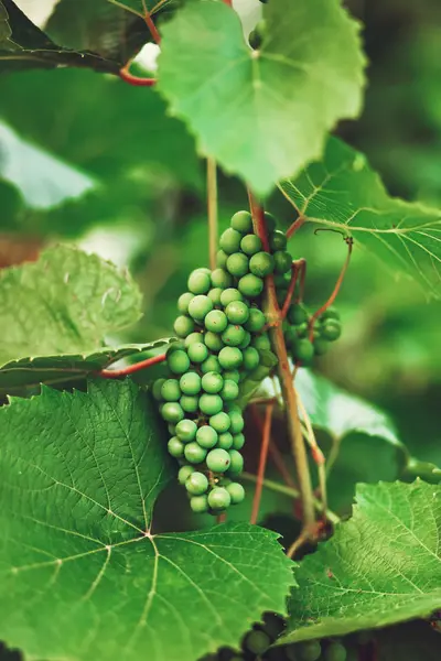 El primer plano de la uva . —  Fotos de Stock