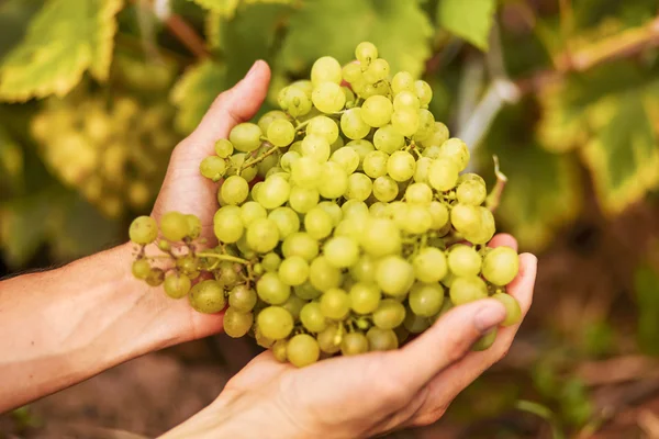 Las uvas verdes . —  Fotos de Stock