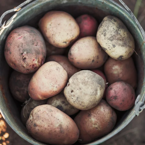 The Potato harvest.