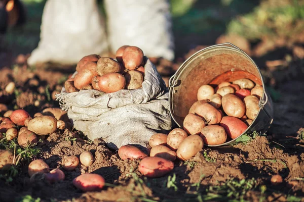 La raccolta delle patate . — Foto Stock