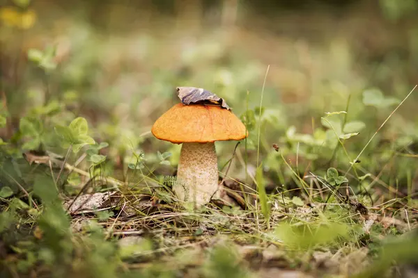 Les champignons sont magnifiques . — Photo