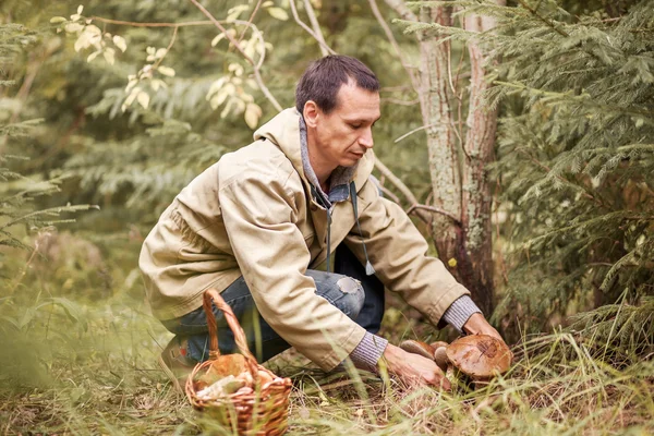 Att plocka svamp. — Stockfoto