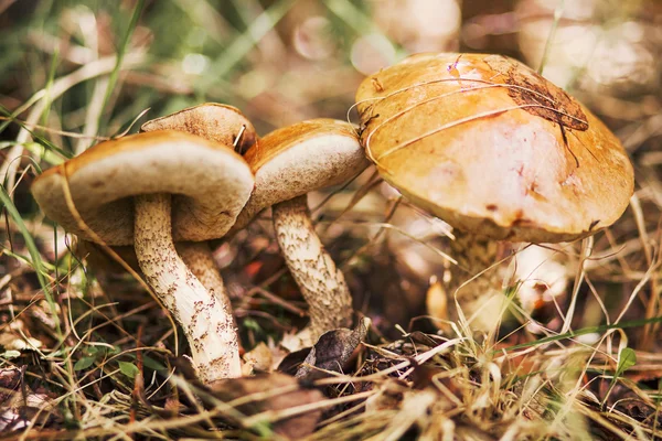 Les champignons sont magnifiques . — Photo