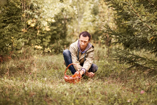 Alla raccolta dei funghi . — Foto Stock