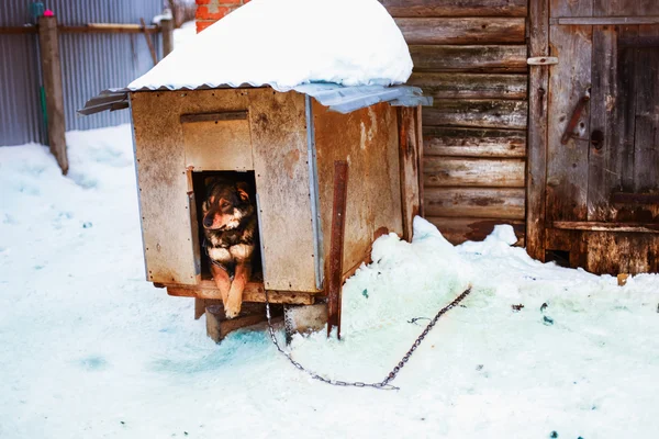 The dog. — Stock Photo, Image