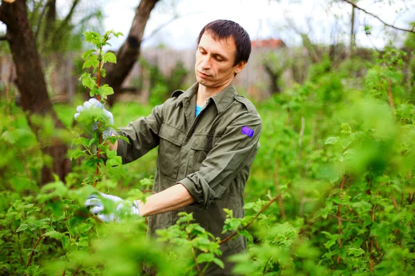 Gardener. — Stock Photo, Image