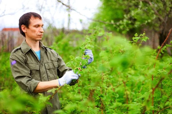 Gardener. — Stock Photo, Image