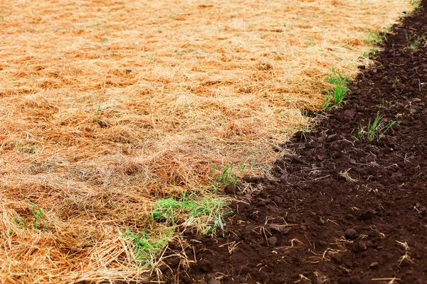 Campo. — Foto Stock