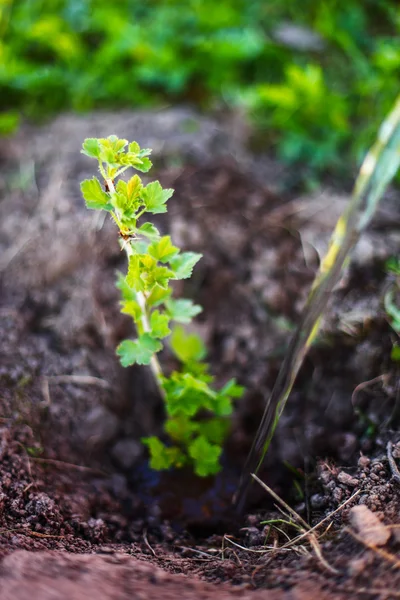 Stachelbeere. — Stockfoto