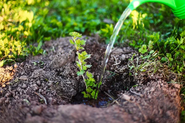 Stachelbeere. — Stockfoto